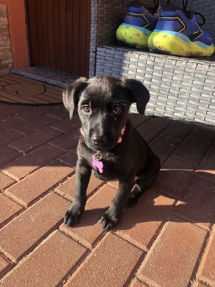 fiocco1976's tweet photo. Vi presento la mia ultima bimba.
Le è Mora 🥰 https://t.co/1SRaogGjLc