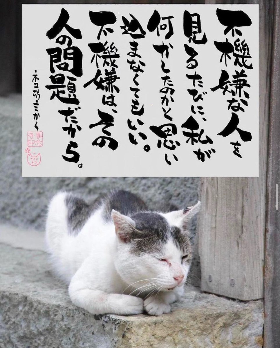 yabumoto610's tweet photo. ネコさんから人間さんへ今日の一言 https://t.co/MOVzSiSILh