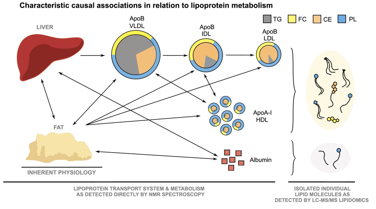 *** NEW ***

Extensive combination of NMR lipoprotein and LC-MS/MS lipidomics data. Please be aware of lipoprotein mediation and its effects on epi (&amp; genetic) analyses and interpretations; high likelihood for bias:
academic.oup.com/aje/advance-ar…

<a href="/siyu4869/">Siyu4869</a> 
<a href="/TerhoLehtimaki/">Terho Lehtimäki</a> 
<a href="/olraita/">Olli Raitakari</a>