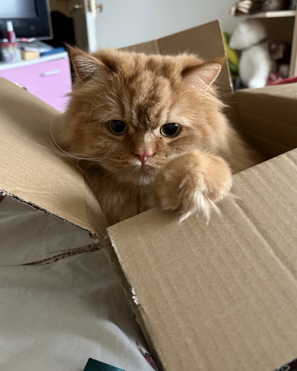 Happy Caturday!! #pets #birthday