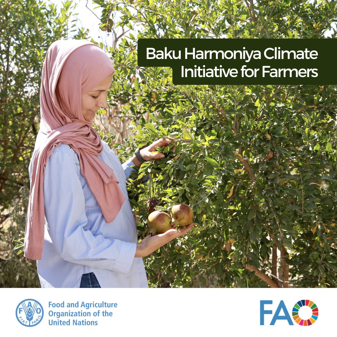 FAOGeneva (@faogeneva) on Twitter photo .<a href="/FAO/">Food and Agriculture Organization</a> & Azerbaijan #COP29 Presidency have launched the Baku Harmoniya Climate Initiative for Farmers.
This platform unites 90+ initiatives to:
🔸empower farmers, women & youth
🔸drive climate-resilient #AgrifoodSystems
🔸catalyze global collaboration
📖bit.ly/4eRteud .<a href="/FAO/">Food and Agriculture Organization</a> & Azerbaijan #COP29 Presidency have launched the Baku Harmoniya Climate Initiative for Farmers.
This platform unites 90+ initiatives to:
🔸empower farmers, women & youth
🔸drive climate-resilient #AgrifoodSystems
🔸catalyze global collaboration
📖bit.ly/4eRteud