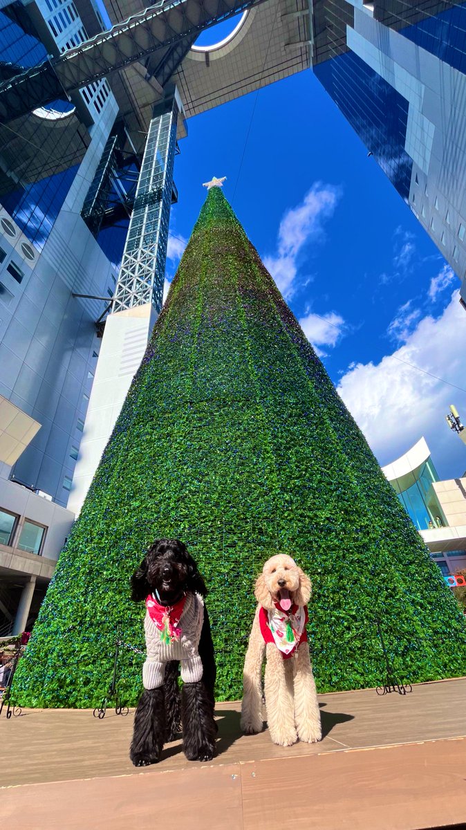 sunset20110612's tweet photo. #バーニードゥードル #bernedoodle #ゴールデンドゥードル #goldendoodle #goldendoodlef1b #バーニーズマウンテンドッグ #スタンダードプードル #ドゥードル #ファンタジードッグステージ #兄弟犬と繋がりたい

梅田スカイビルのツリーを見てきたよ！ https://t.co/DCqqIaaBLi