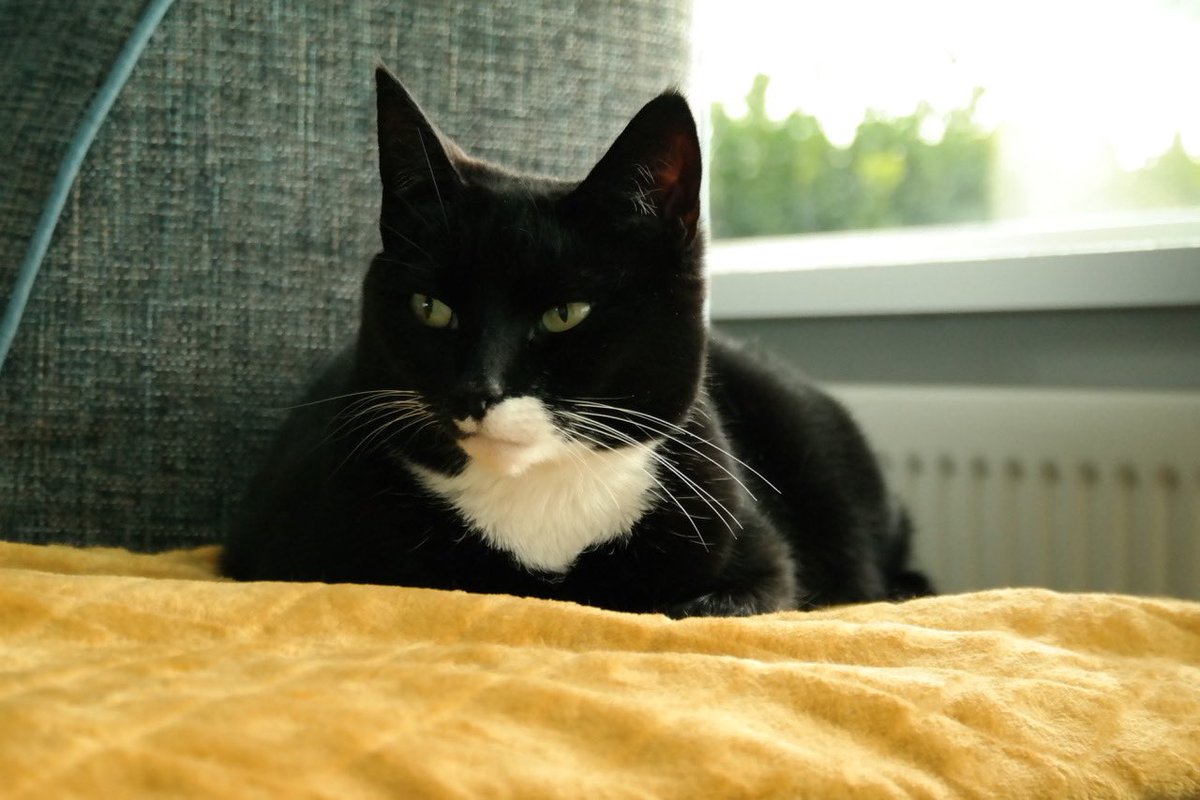 MarcellaTweet tweet media