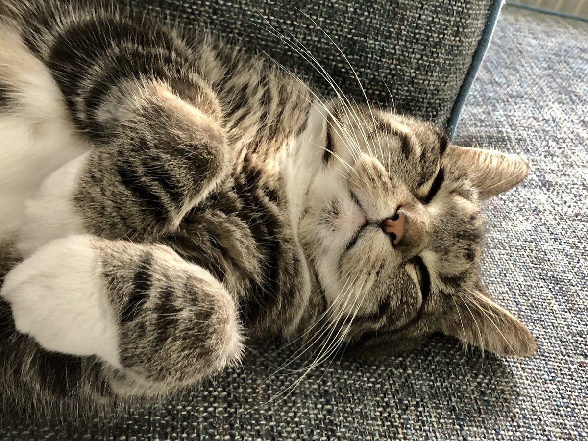 MarcellaTweet tweet media