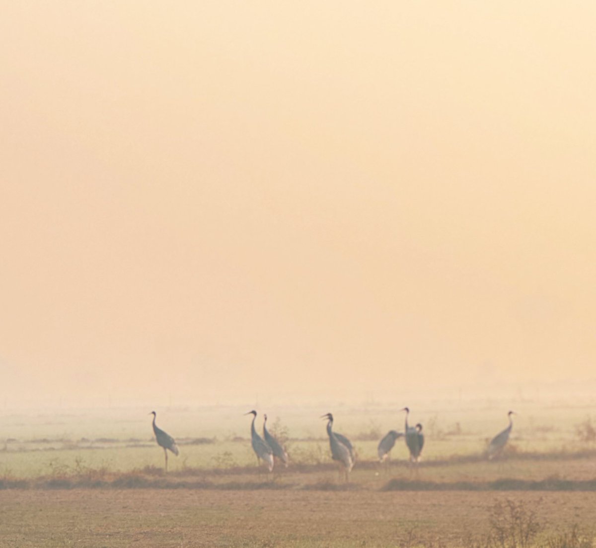 nisharai_ggc's tweet photo. When we were together for a 100 km Ride while #cycling we stopped for this Joyful watching
10 Sarus crane #birds near Yamuna Expressway Farm land Road towards #JewarAirport
#DYK #Sarus #Bird is Tallest flying birds on the world
#IndiAves
@ParveenKaswan
@prchandna
#birding https://t.co/zWWmYc7gDc