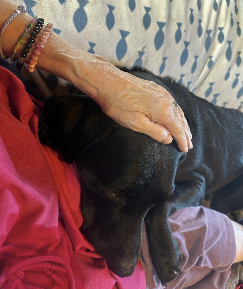Jack enjoying his Reiki session. Reiki is ongoing for Lily and distance Reiki for many others. Hope it helps them all. 💜🙌🏻🐾🐾🙌🏻💙 #reiki #healing #time #animalreiki #reikiforanimals #labradorretriever #cat #family #friends #love