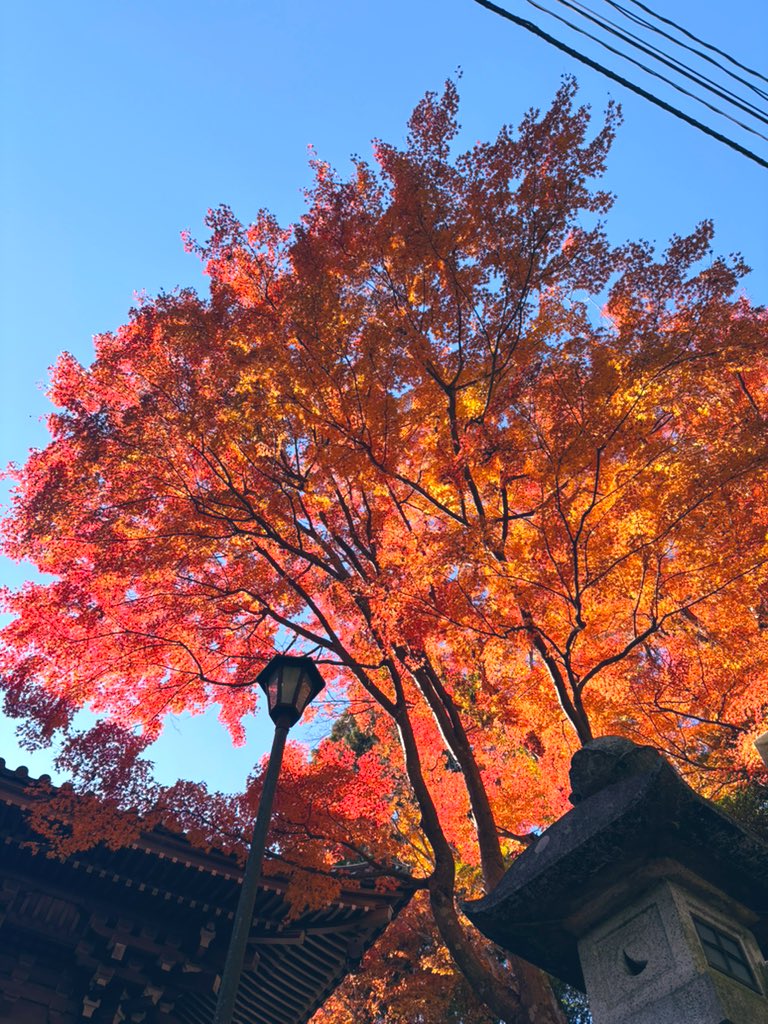 ym6154's tweet photo. 2024.11.30
紅葉まつり #高尾山
山頂これまで見たことないくらいの人混み
一号路で楽々登山 https://t.co/QKVDuKcVVQ