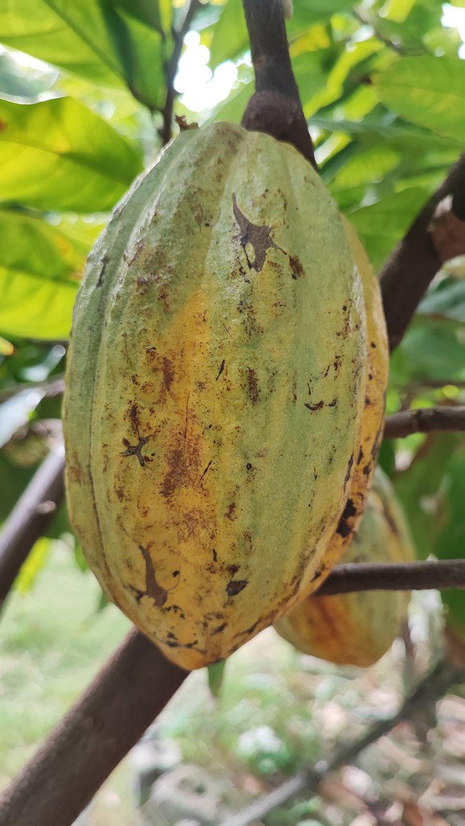 R0gue_Specter's tweet photo. @AD_MetaX @gunsnrosesgirl3 Remember in a month #chocolategate project stars
Will be documenting steps. From bean to 1oo% cacao for chocolate. https://t.co/l6lbmwYGqO