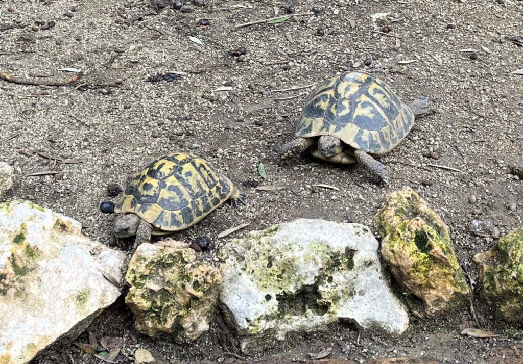 La Veu de l'Anoia (@veuanoia) on Twitter photo 🐢 El CRARC de Masquefa ajuda a alliberar 2.800 tortugues mediterrànies aquesta temporada 👉 ow.ly/LawT50UhXv7
✍️ <a href="/FornMaricel/">Maricel Forn Codina</a> 🐢 El CRARC de Masquefa ajuda a alliberar 2.800 tortugues mediterrànies aquesta temporada 👉 ow.ly/LawT50UhXv7
✍️ <a href="/FornMaricel/">Maricel Forn Codina</a>