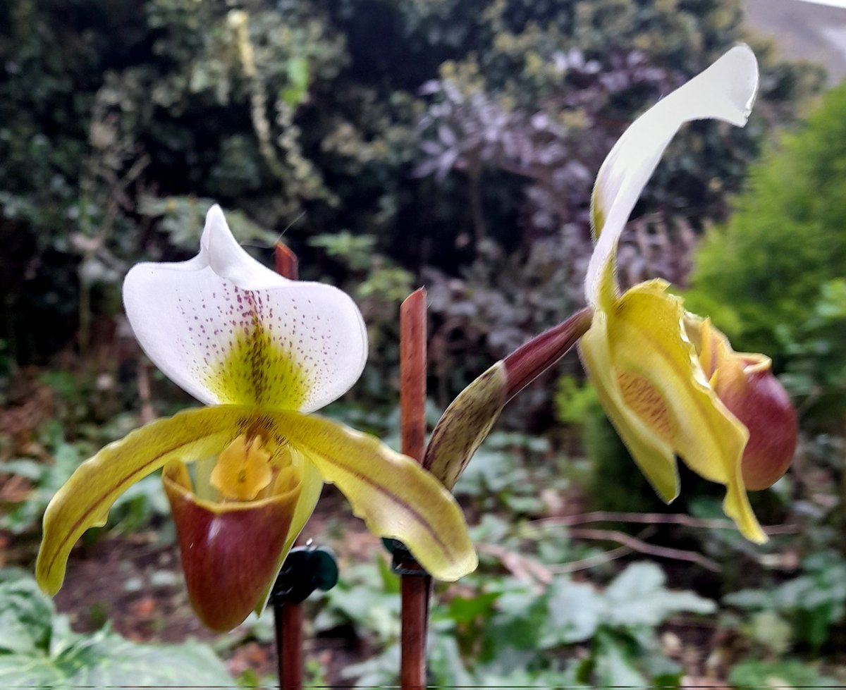 Brian Hodgkin, ML (@brianh4951) on Twitter photo Hodgkin windowsill ladyslippers putting on an end of November show at the moment! <a href="/PetrovichBilly/">Orchiholism</a> not a turkey amongst them on this side of the huge pothole! Hodgkin windowsill ladyslippers putting on an end of November show at the moment! <a href="/PetrovichBilly/">Orchiholism</a> not a turkey amongst them on this side of the huge pothole!