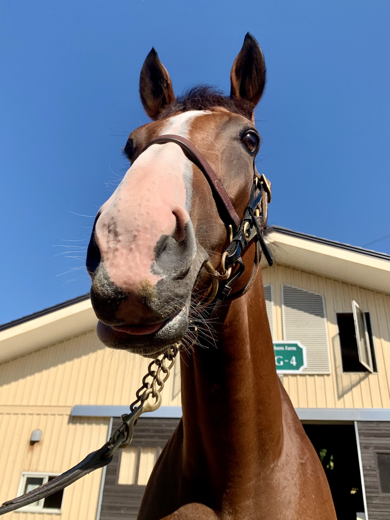 mizuki (@muzikpferd) / X