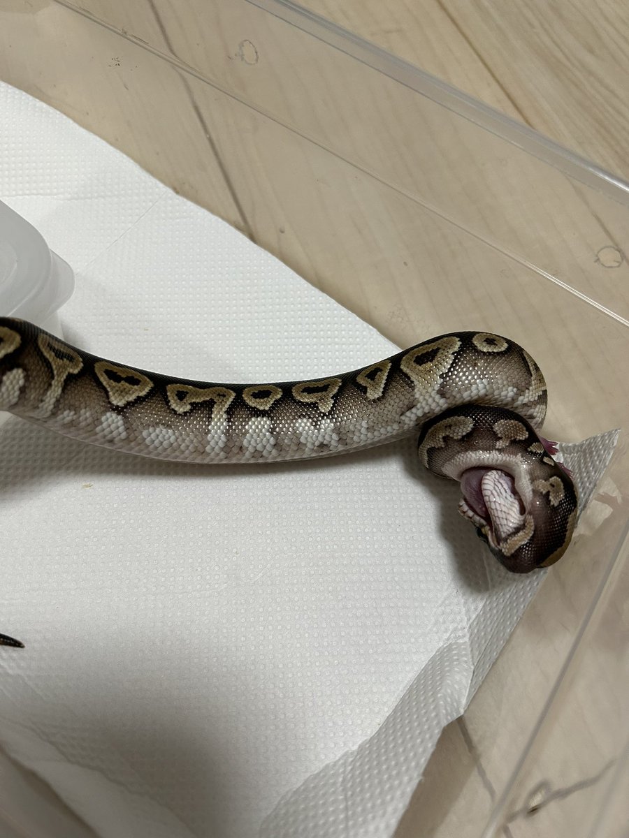 よく食べて早く大きくなりなさい😂
#ボールパイソン