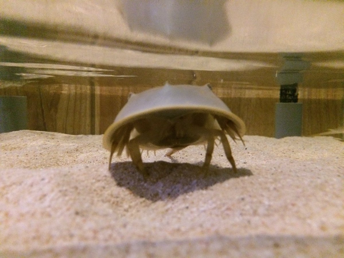 UABIrurigoki's tweet photo. 近づいてくるアメリカカブトガニの幼体

かわいい https://t.co/QMNQVrAwhk