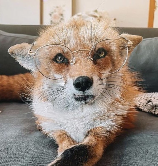 galleryforsunoo's tweet image. 🦊 #SUNOO #김선우 #ENHYPEN_SUNOO