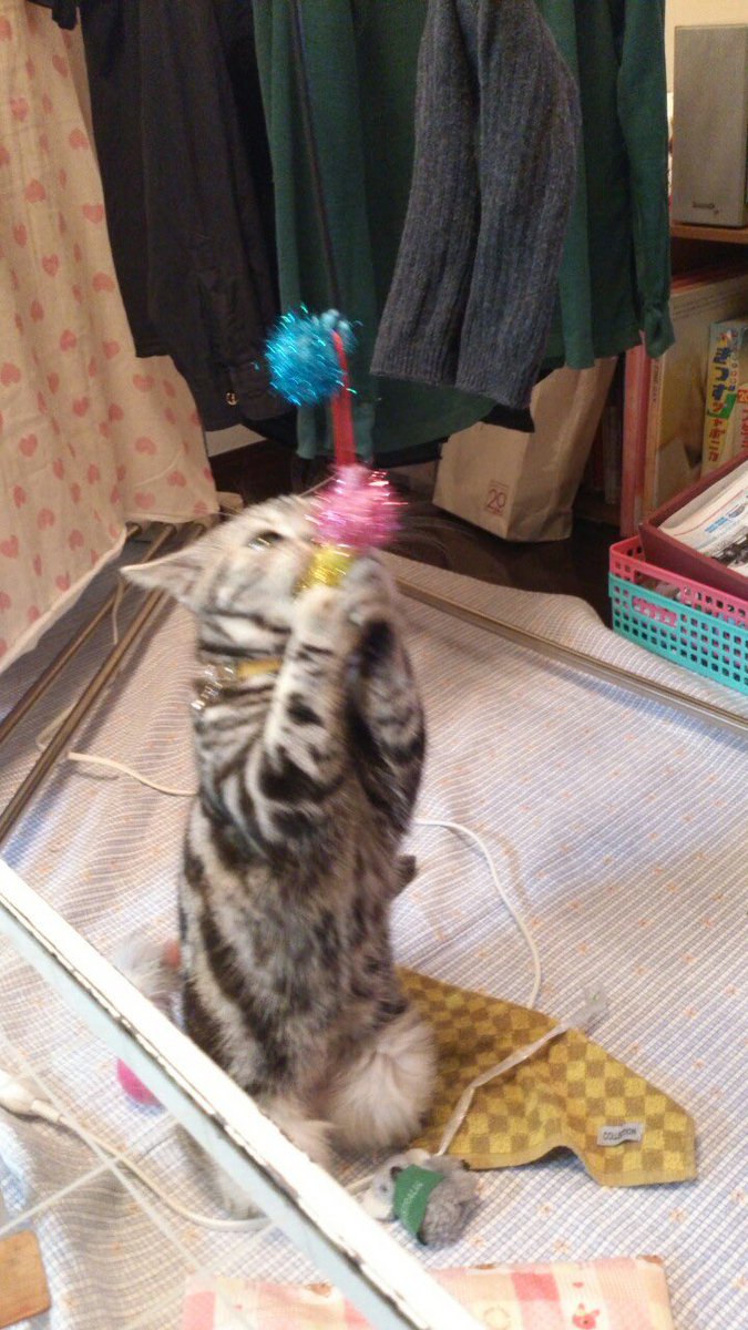 wanwan_860's tweet photo. なんか携帯の画像整理してたら、癒されたから、のっけとくw
この世にはもういないけど、かわいいw

①いつもうちの枕を占領するみるちゃんw
②おもちゃに夢中で飛ぼうとするみるちゃん
③おもちゃにありつけて、もう離さないと言��ている
④意外に伸びて頑張ってるみるちゃん

まぁ、昔の話☆
懐かしい https://t.co/Gfs1FDDLZb