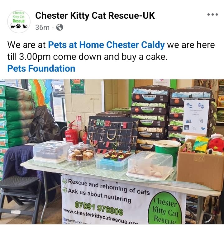 Chester Kitty Cat Rescue (@chesterkittycat) on Twitter photo 