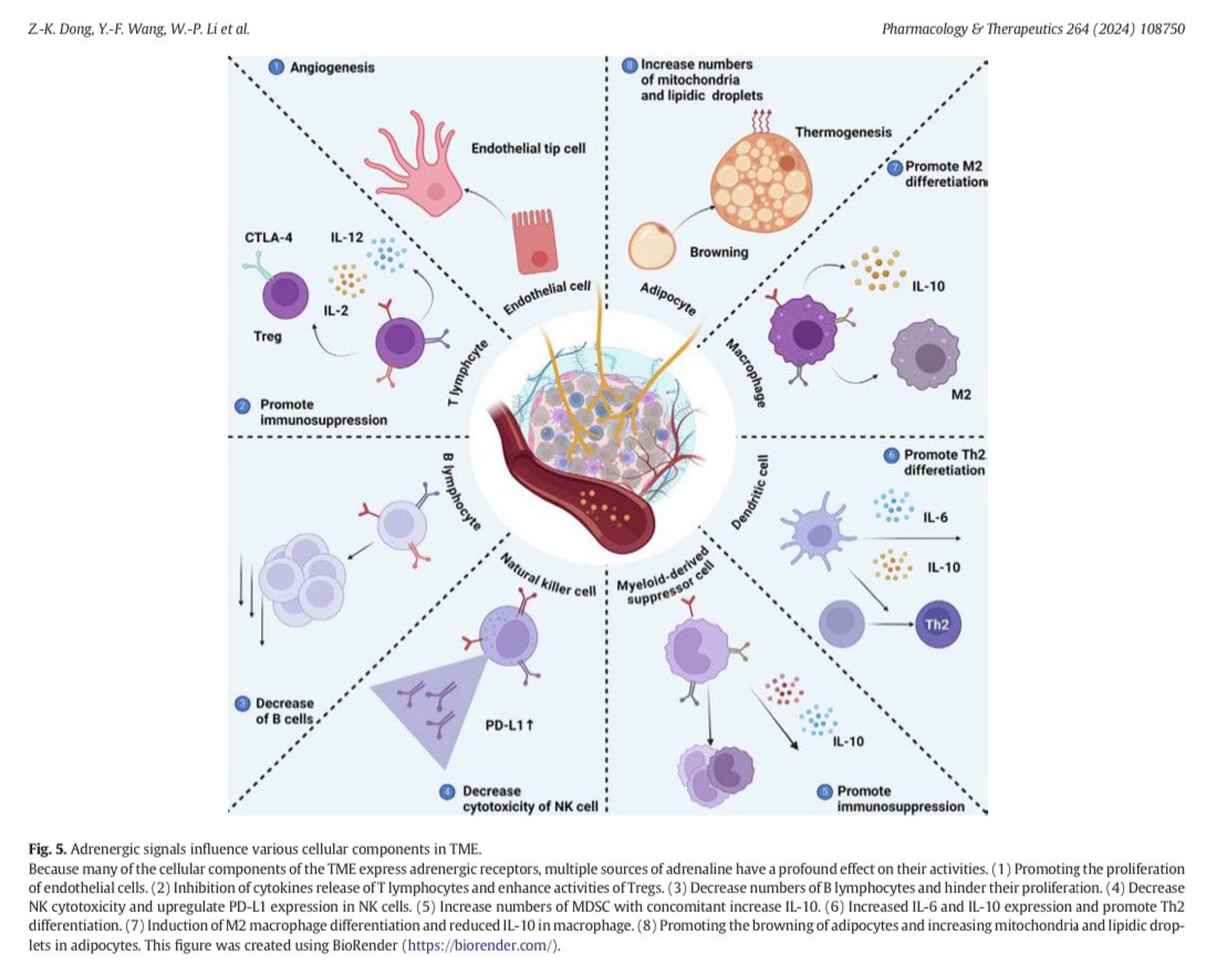 andrew_flatt's tweet photo. Sympathetic/adrenergic hyperactivity can promote cancer progression by destabilizing genes, resisting cell death, boosting proliferation, evading immunity, increasing blood supply, &amp; aiding spread/invasion.

β-blockers may improve cancer outcomes by disrupting these pathways. https://t.co/rZylv3FBdt