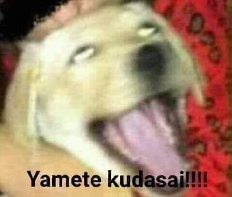 Rodarkca tweet media