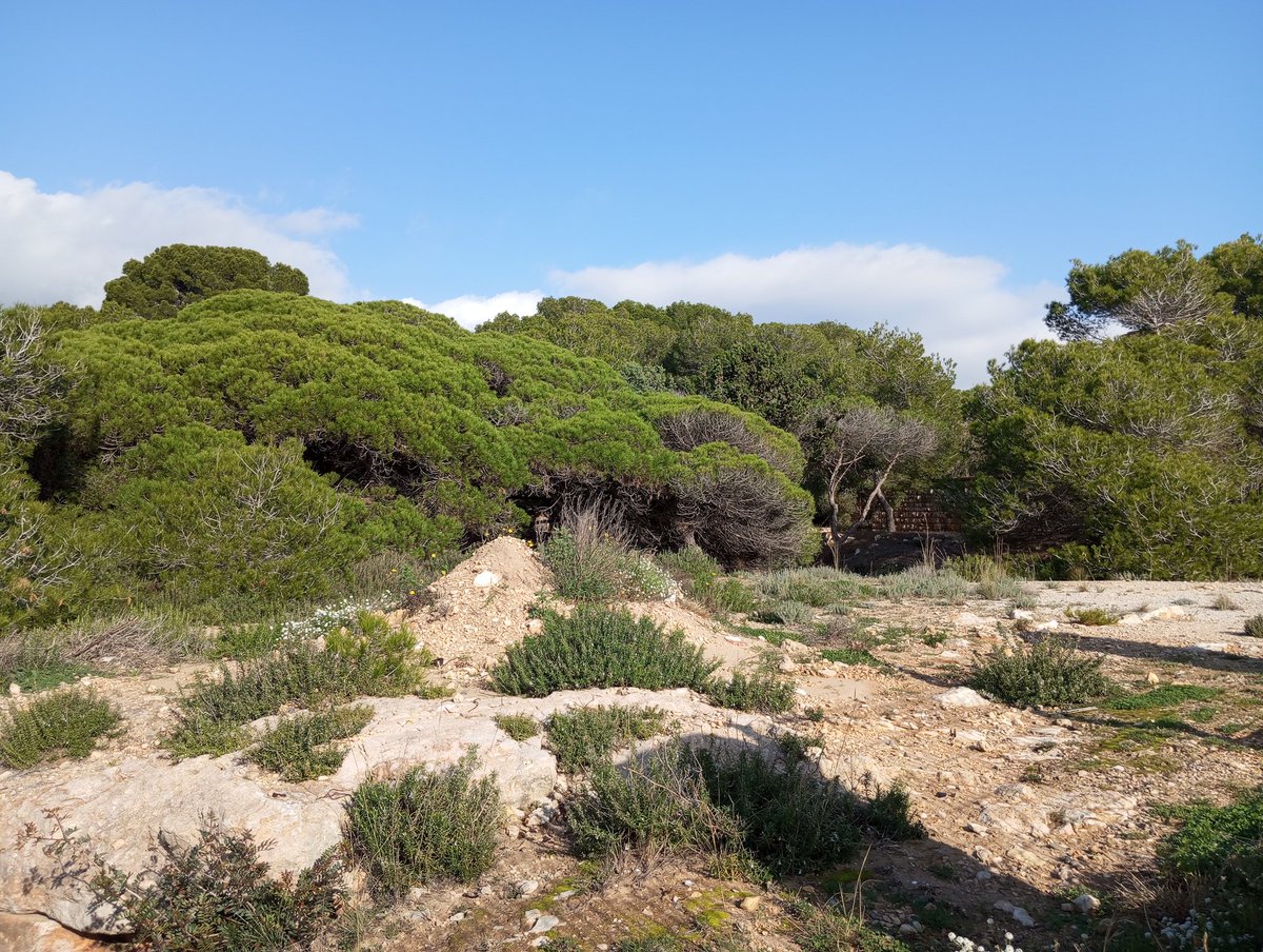 Podem passejar per un bosc privat, el de la Marquesa, i no podem passejar per un bosc públic. El món del revés! <a href="/Soscostacamp/">SOS Costa i Camp de Tarragona</a> <a href="/PlatjaLlargaTGN/">Platja Llarga TGN</a>