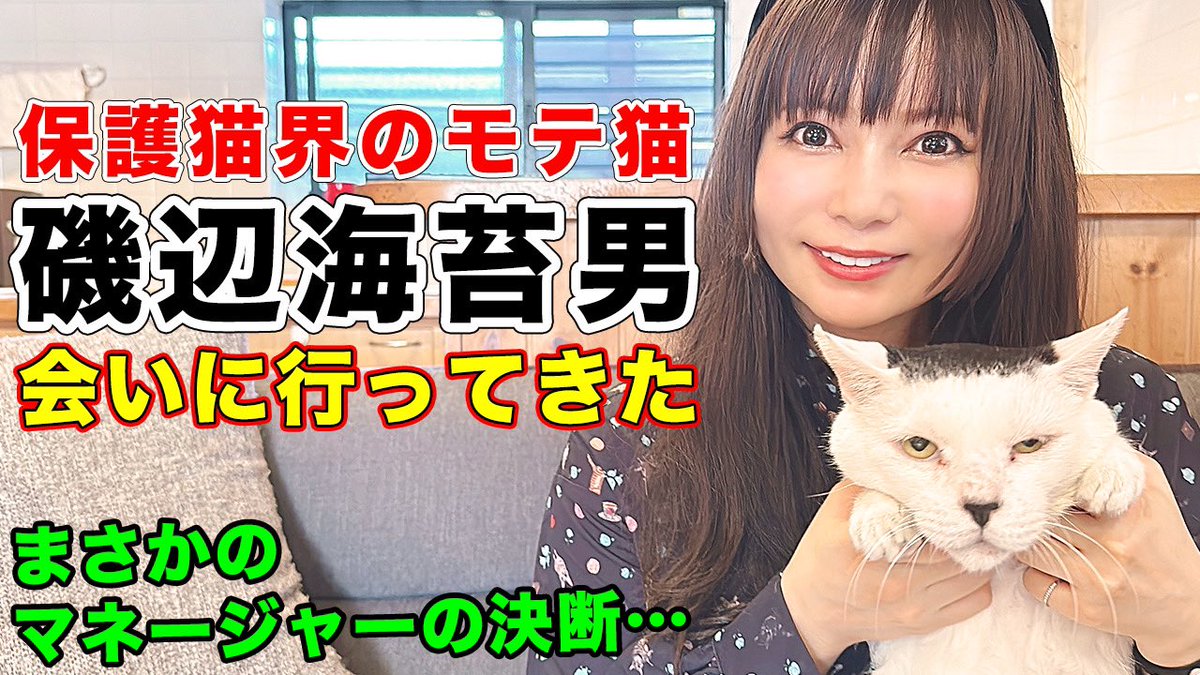 shoko55mmts's tweet photo. ✨拡散希望✨

YouTubeアップしました！ご視聴andチャンネル登録お願いします！
かわいい保護猫たちがいっぱいで最高の動画

【お願い】皆さんの力を貸してください！
https://t.co/LQ5NMXMseQ https://t.co/ZIWxDwccSq