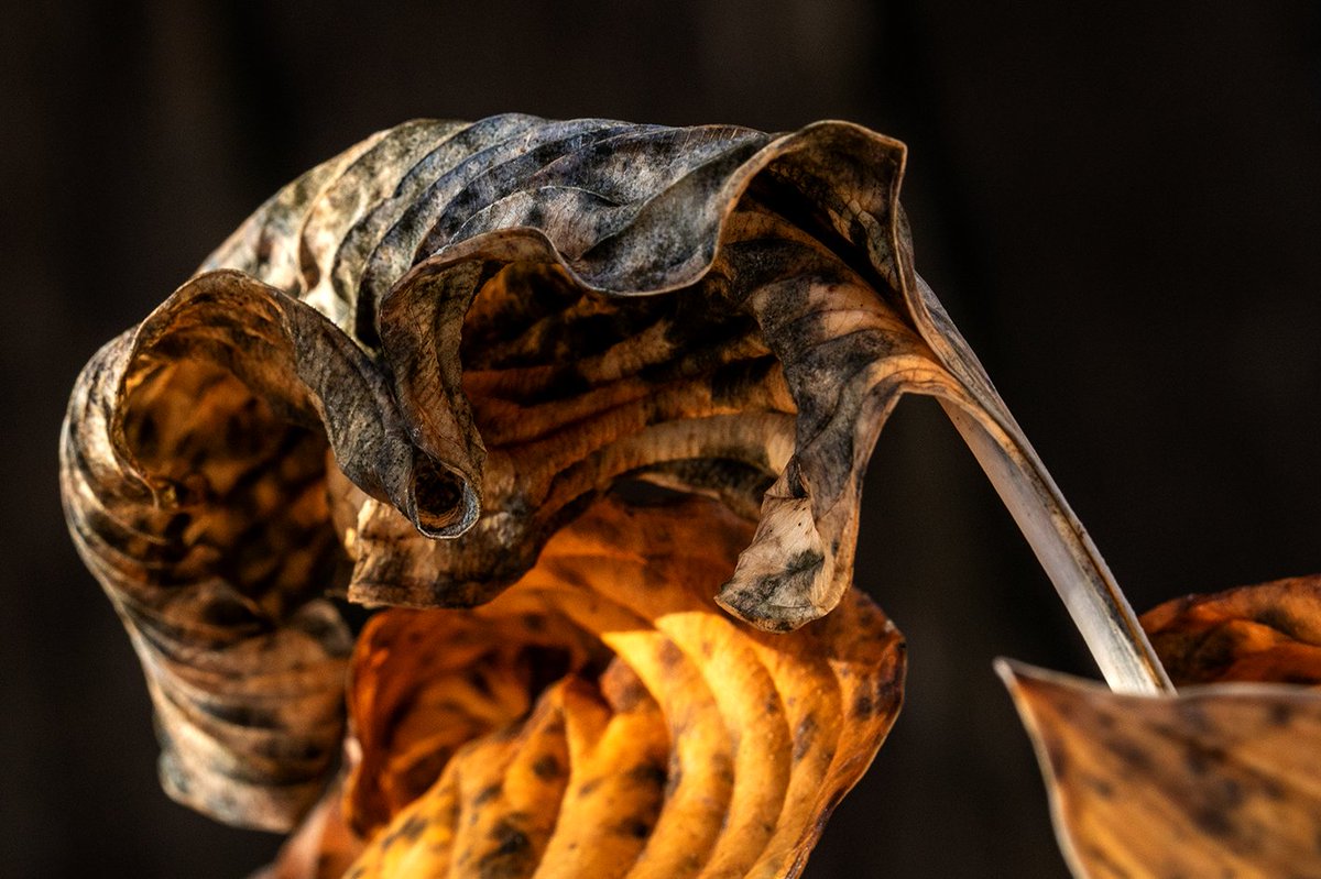 De hosta, hoe ouder hoe mooier! Fijn weekend lieve mede-fotografen!

#Dag30 van #November_kiek met het thema: #Het_Laatste_Blaadje #The_last_leaf  Met dank aan Peter <a href="/Tpzijl/">Peter</a> voor alle mooie thema's deze maand.