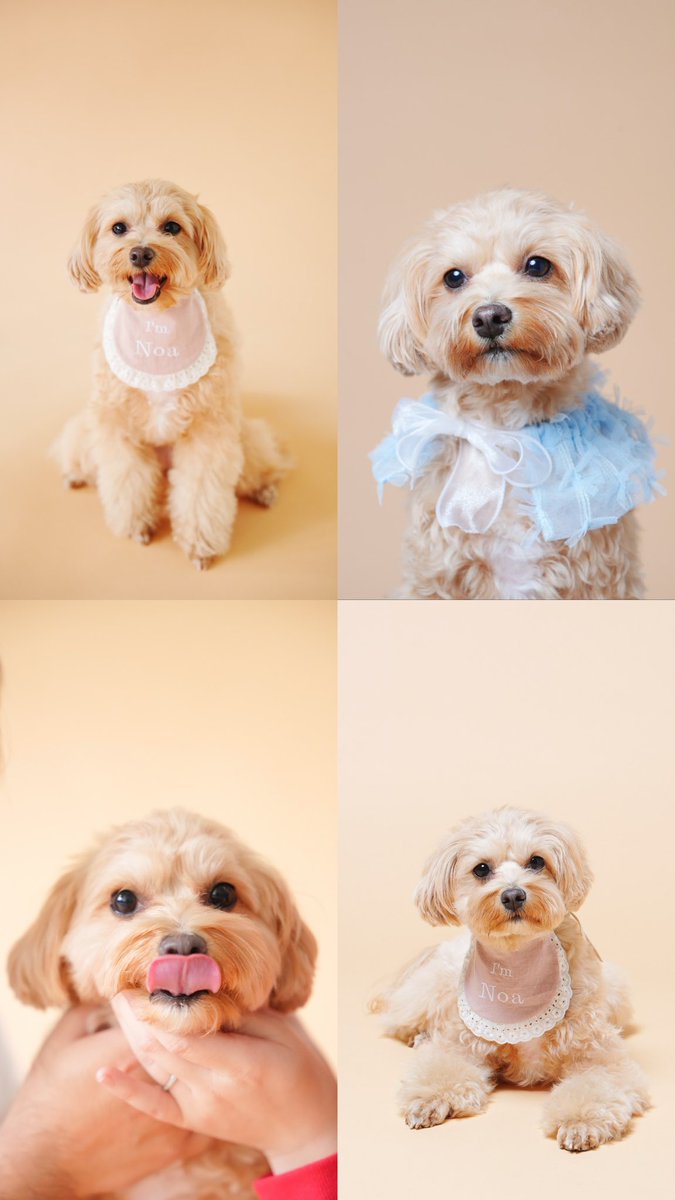 Noa11301's tweet photo. 2歳になった可愛いノアの写真を載せちゃいます🐶🎀💐🥰癒されてください🤣笑親バカ🙄 https://t.co/n6iuHJAYJZ