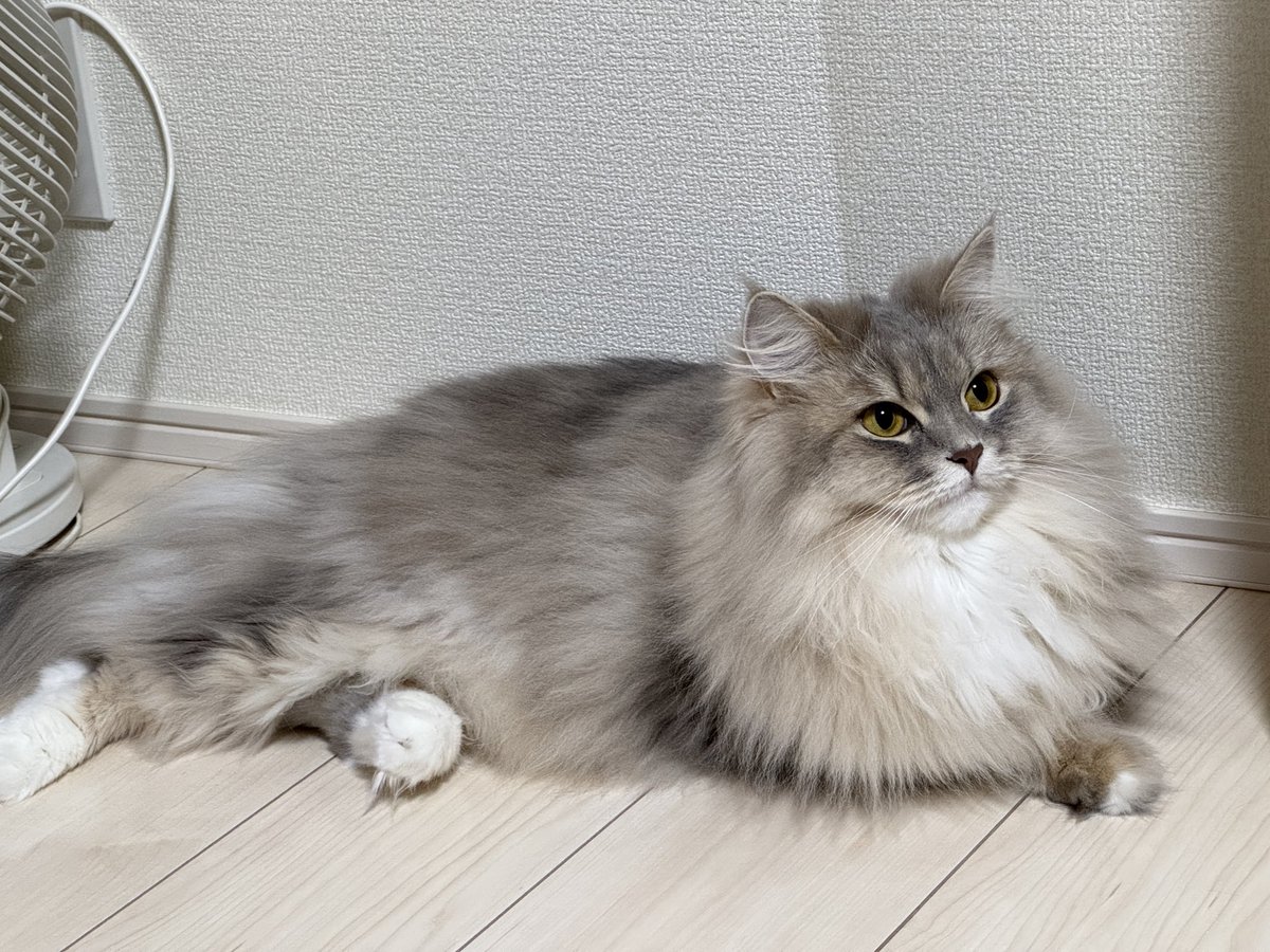 Alphond's tweet photo. Mofu https://t.co/jSI5HYEJFp