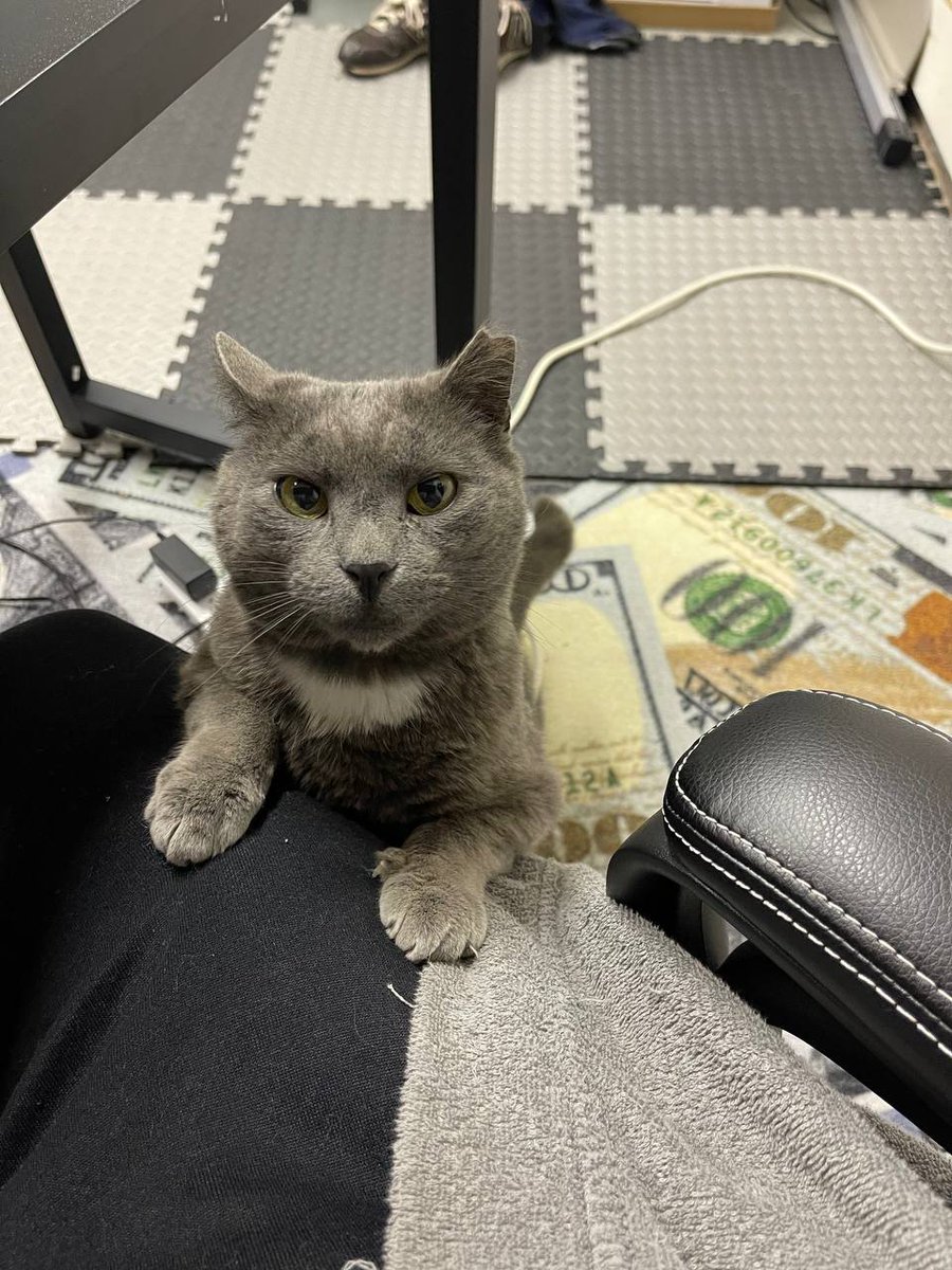 GM GM Everyone....

Meme Challenge Ended on 29th of November.... 

Drivin' towards a New Day.... We'd check out the Winners and award them their prizes..... 

Sponsored by <a href="/wenape_shills/">WEnAPe 💎</a> x Diamond...

Stay tuned... Rewards to be announced on MONDAY (Next week)..