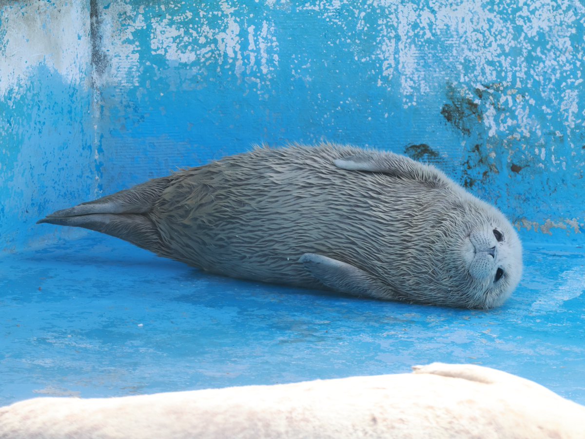 ♡るる様ご確認♡ るる🍼 on X