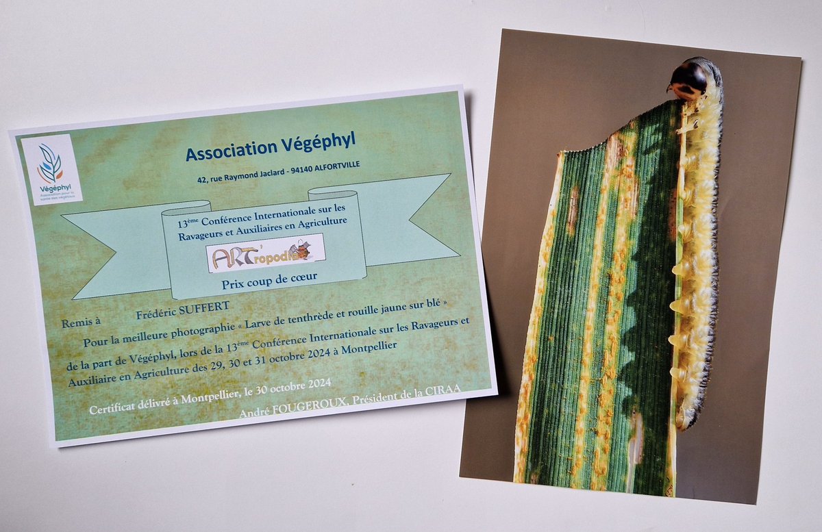 Merci <a href="/vegephyl/">Végéphyl</a> pour ce prix coup de cœur 🥰 pour ma photo "Larve de tentrède et #rouille jaune sur #blé", ou la rencontre entre l'entomologie agricole et la phytopathologie.