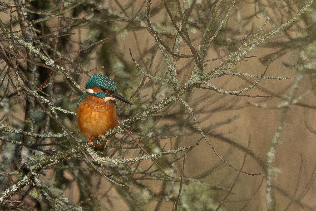 Brian Taylor tweet media