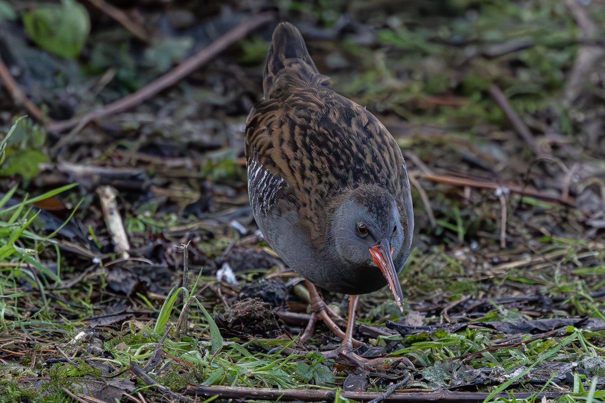 Brian Taylor tweet media