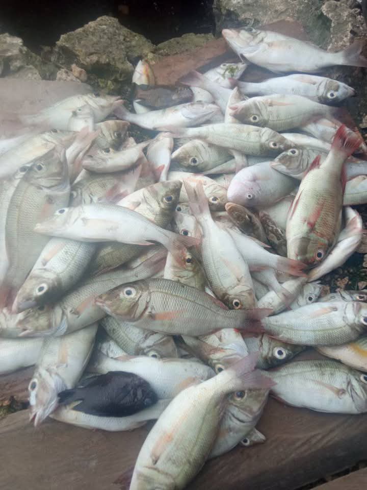 maya_warayaan's tweet photo. Rabu (06/11), Maria M.Warayaan Luhkan Kab. Maluku Tenggara, Melaporkan hasil tangkapan KUB Lusweed Desa Weduar Feer Kec. Kei Besar Selatan Barat ikan sekuda sebanyak 16 kg dengan harga Rp.50.000/tusuk
#GiatluhkanSatminkalAmbon 
#Luhlapor
@BP3_Ambon
@bppsdm_kp https://t.co/0xhrnnKvoZ