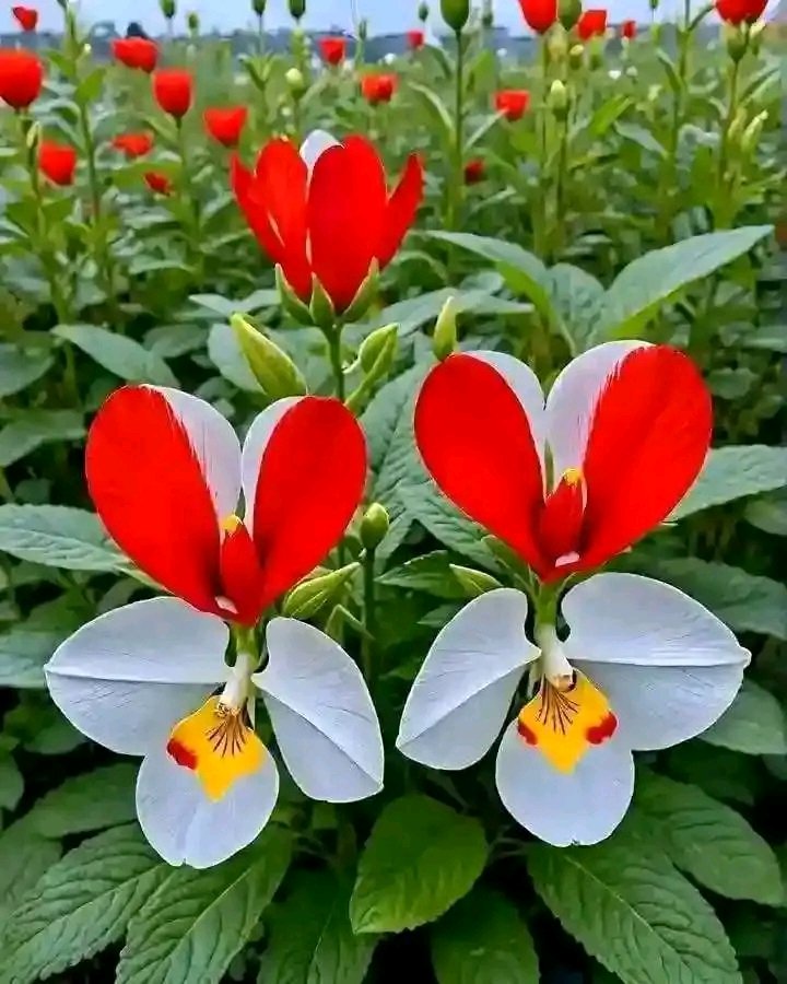 Good afternoon ♥️♥️
#everyone  #MMA2024  #ベストアーティスト  #mypost #今月描いた絵を晒そう #hirunkit_