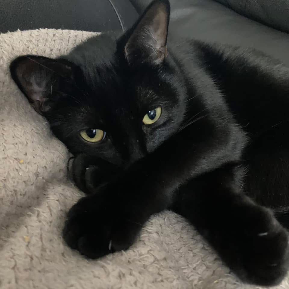 Happy caturday 

Delilah x 🐈‍⬛