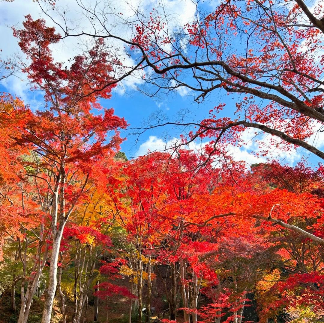 「山の紅葉。毎年ぼんやりしてて紅葉見逃しがちだけど、今年は紅葉の進みがゆっくりだっ」|emiのイラスト