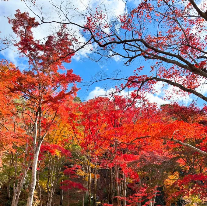 山の紅葉。毎年ぼんやりしてて紅葉見逃しがちだけど、今年は紅葉の進みがゆっくりだったので間に合いました。 