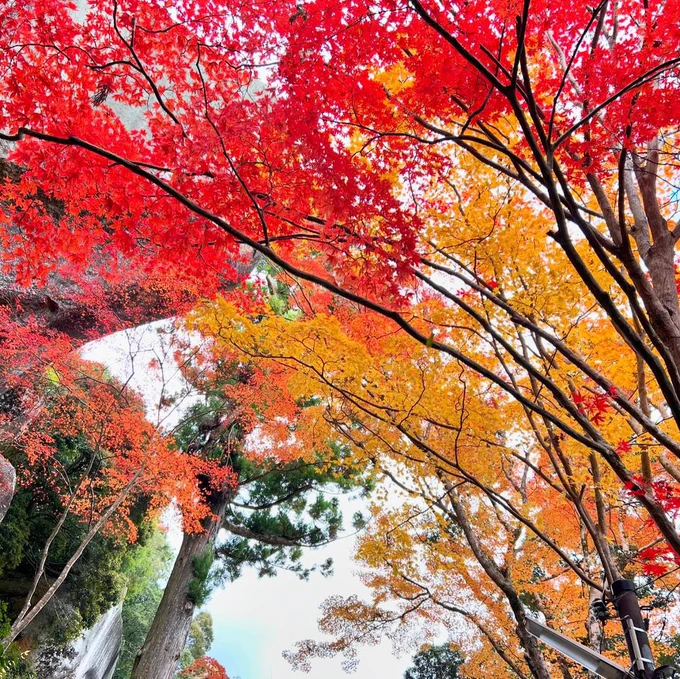 山の紅葉。毎年ぼんやりしてて紅葉見逃しがちだけど、今年は紅葉の進みがゆっくりだったので間に合いました。 
