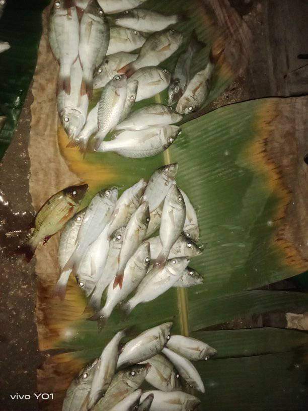 maya_warayaan's tweet photo. Kamis,(07/11), Maria M.Warayaan Luhkan Kab. Maluku Tenggara, Melaporkan hasil tangkapan KUB Mas Indah Desa Watkidat Kec. Kei Besar Selatan Barat ikan pelagis sebanyak 11 kg dengan harga Rp.20.000/kg
#GiatluhkanSatminkalAmbon 
#Luhlapor
@BP3_Ambon
@bppsdm_kp https://t.co/Yr8qNNlP4i