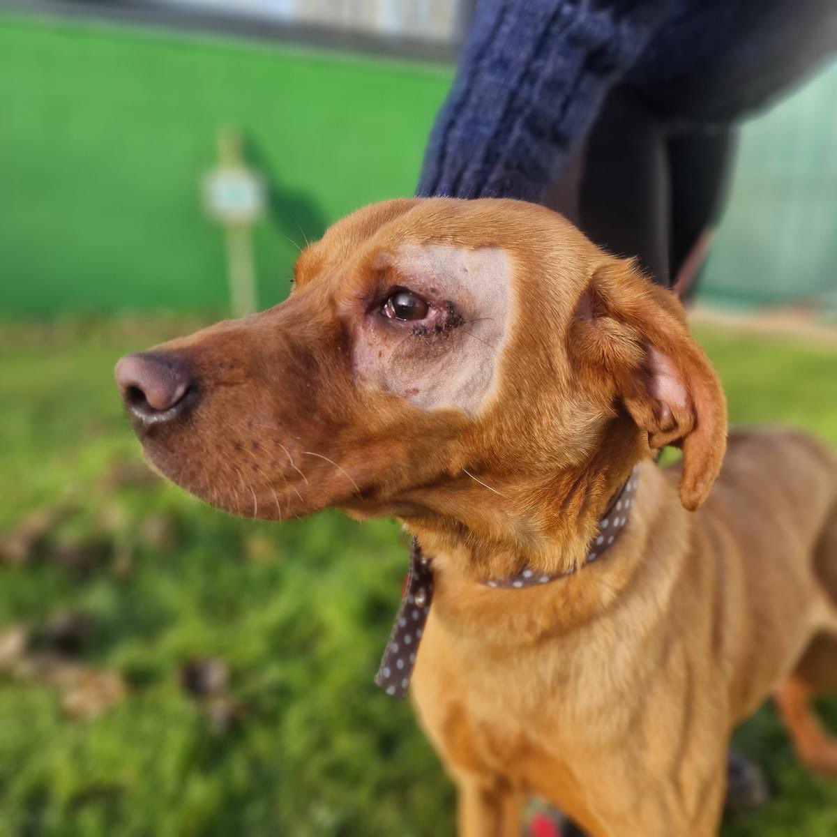 Hi,

My name is Marmalade. I am a 10 month old male Labrador, and I am a big bundle of energy. I love play time and going for walks. As I am high energy, I will need plenty of this as well as lots of enrichment and things to do to keep me busy. 
Hopefully see you soon! 🐶🧡