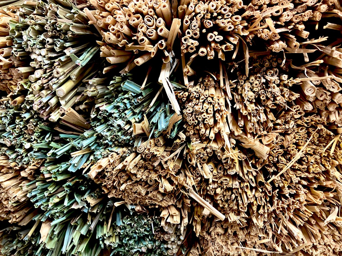 o0o_m_k's tweet photo. 《 調べる 》  茅座

川辺に見られる茅葺き屋根をもとに、
ススキ、イネ、チガヤと竹を棕櫚縄で結んでベンチを作りました🌾 https://t.co/B8U8iZbT4W