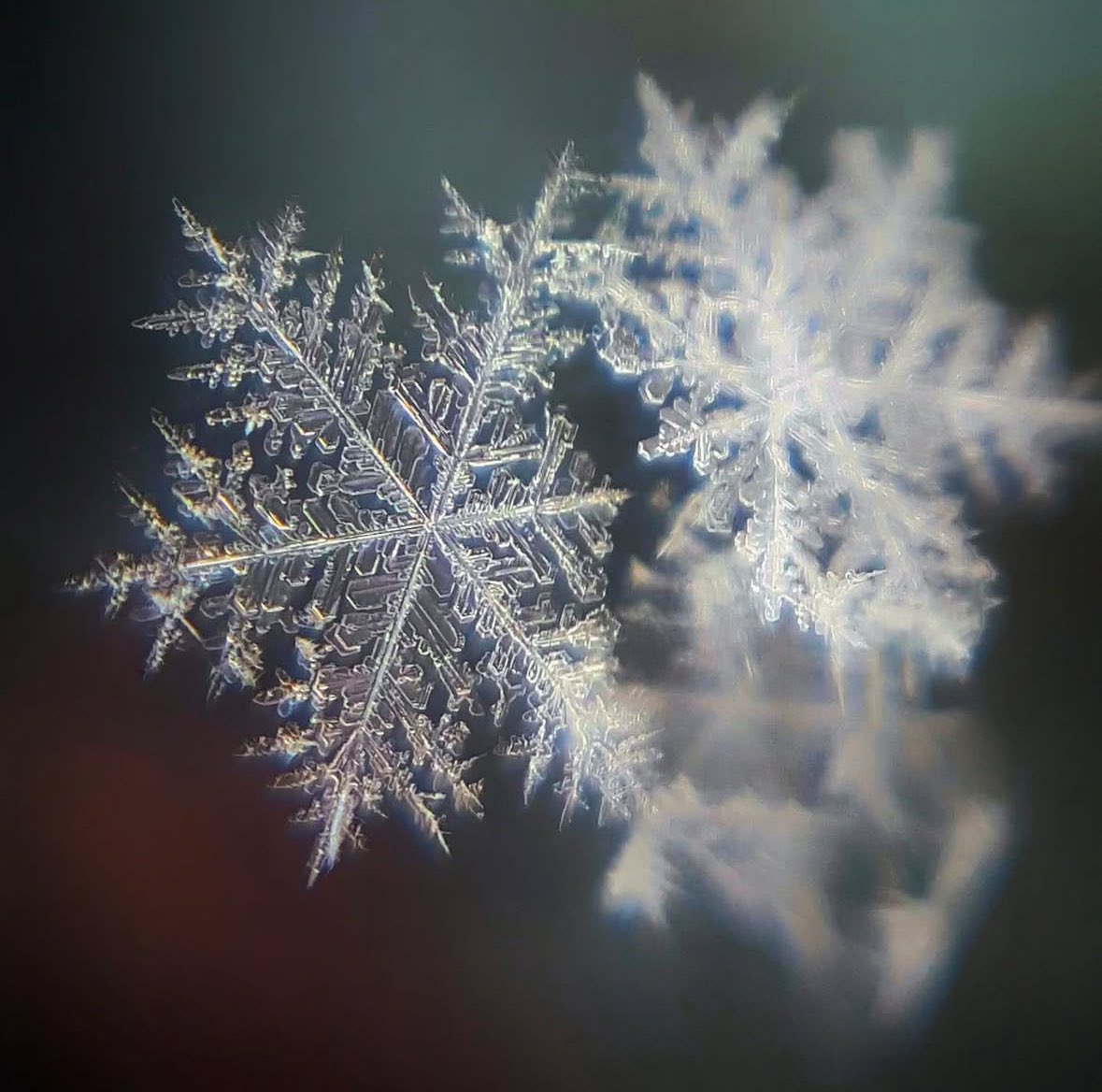 sheclicksnet's tweet photo. Macro image of snowflakes by Instagrammer camhaynes22
https://t.co/pKQdqb6dtC
#sheclicksnet #femalephotographers #women #womenphotographerscommunity #photography #femalephotographer #macrophotography #macro #snowflakephotography #snowflakes https://t.co/z2epHbQxKc