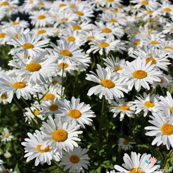 Alesta_7Bitirir's tweet photo. 🥰#Güzel Bir🌼Papatya🌼
Toprağına #Demiş ki
#Yapraklarım Sana #Düşse
#Ne Yaparsın
#Toprak🐞
Gönlümle #Toplar☺️
🩵#Yüreğimde S🌼aklar
Her #Yaprağına
#Seni çok😍#seviyorum'la
Şiirleştiririm #demiş..🖋
❤️şiir yazdım affola haddimi aştıysam🌼 https://t.co/doX2UHKJrM