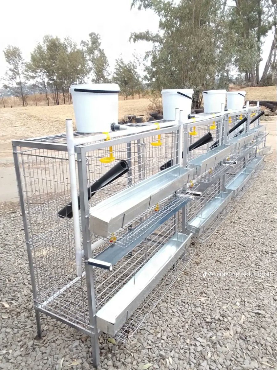 RightCohen's tweet image. Poultry structures are evolving, and portable ones help utilize small backyard spaces. They are affordable and portable. 
#TAKE_NOTE: It is wiser to start small and gain experience to succeed.
@Emmanue93934749 

Like &amp;amp; Repost.
Follow @RightCohen
#LetsFarmTogether