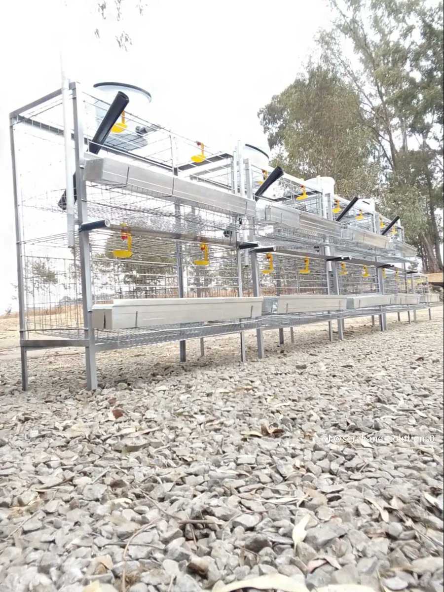 RightCohen's tweet image. Poultry structures are evolving, and portable ones help utilize small backyard spaces. They are affordable and portable. 
#TAKE_NOTE: It is wiser to start small and gain experience to succeed.
@Emmanue93934749 

Like &amp;amp; Repost.
Follow @RightCohen
#LetsFarmTogether