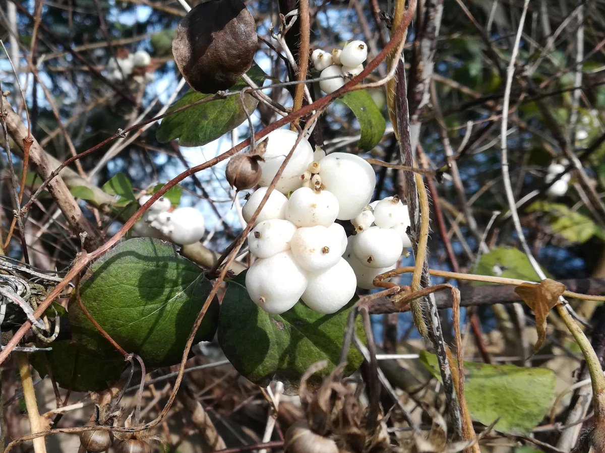 Schneebeeren. Oder Knallerbsen.