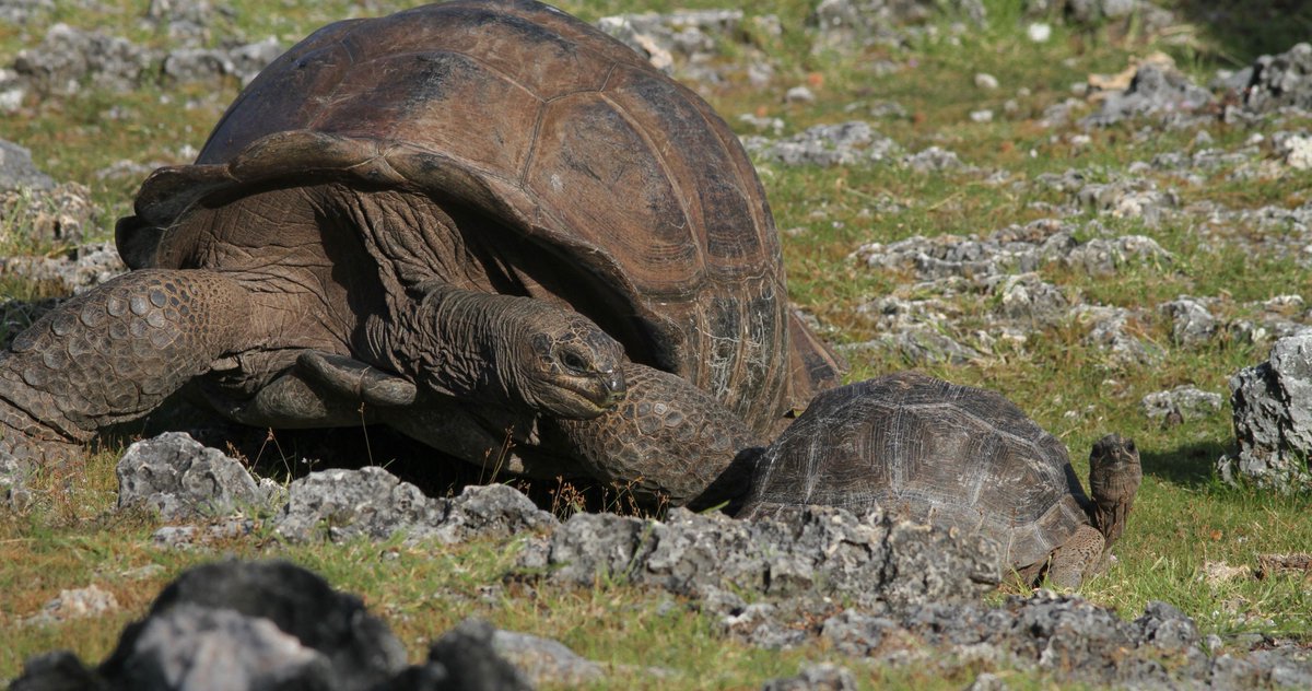 iotaseychelles's tweet image. Curiosity at its finest🐢📷

Fun fact💡From tiny cute hatchlings to towering giants! Adult male Aldabra giant tortoises can reach up to 1.3m (4ft) and weigh as much as 350kg (770lbs)🐢

📷@iotaseychelles⁠
⁠