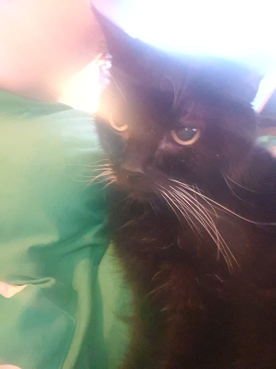 bigmouse1983's tweet photo. @buitengebieden This is Flint from 🇳🇱. Unfortunately I had to let him go last September. He is now over the rainbowbridge and hopefully, one day  I will see him again 😻🌈 https://t.co/jXq0d1LeQE