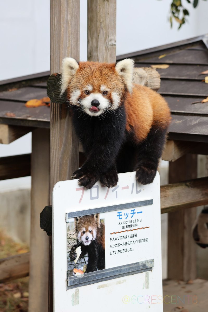 6crescent8's tweet photo. ぼくがもっちーだよ！えへ！

#モッチー
#レッサーパンダ
#鯖江市西山動物園 https://t.co/UrAD9fDPcL