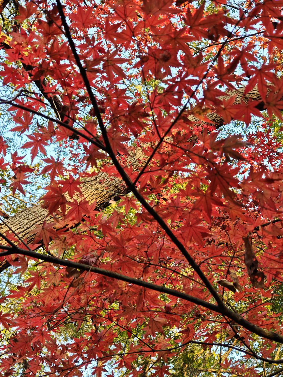 Zhang Bing (@nju_zhangbing) on Twitter photo 